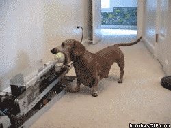 Dog play with automated ball launcher