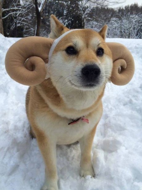 Doge ram
