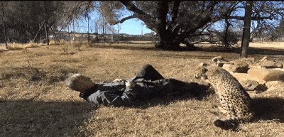 Affectionate Cheetah