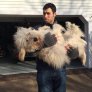 Atticus the Goldendoodle 1 year later... furry monster