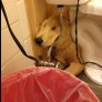 My Golden Retriever likes to sleep under the toilet