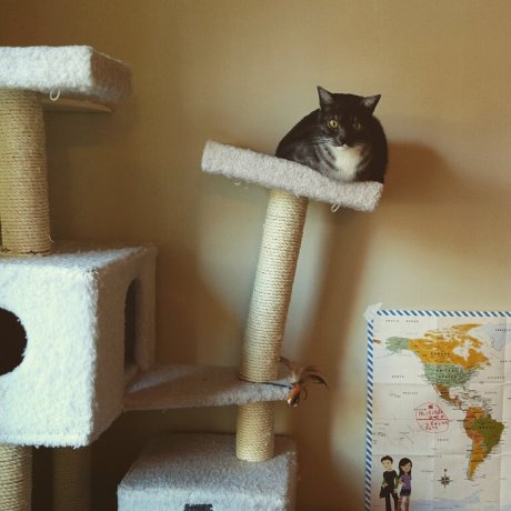 My cat may be getting too fat...