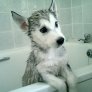Husky Puppy Just Out The Bath