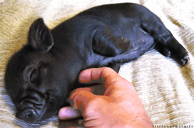 Aaand this little piggy just got cuddles the rest of his long and happy life THE END