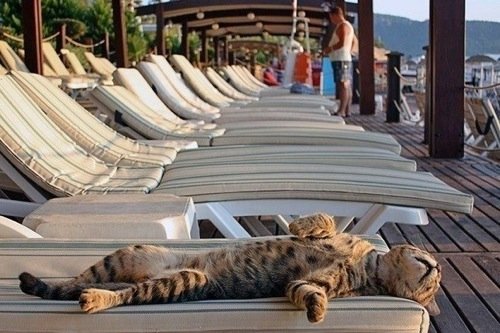 Sunbathing Kitty