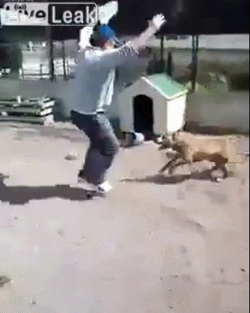 Man Teases Crazy Dog. Instantly Regrets His Decision.