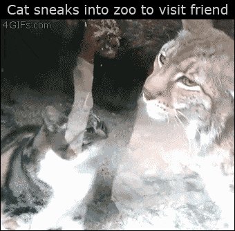 Stray cat and lynx