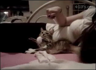 Spectacularly Cute Cat Learning To Dry Her Manicure With Her Sexy Owner.