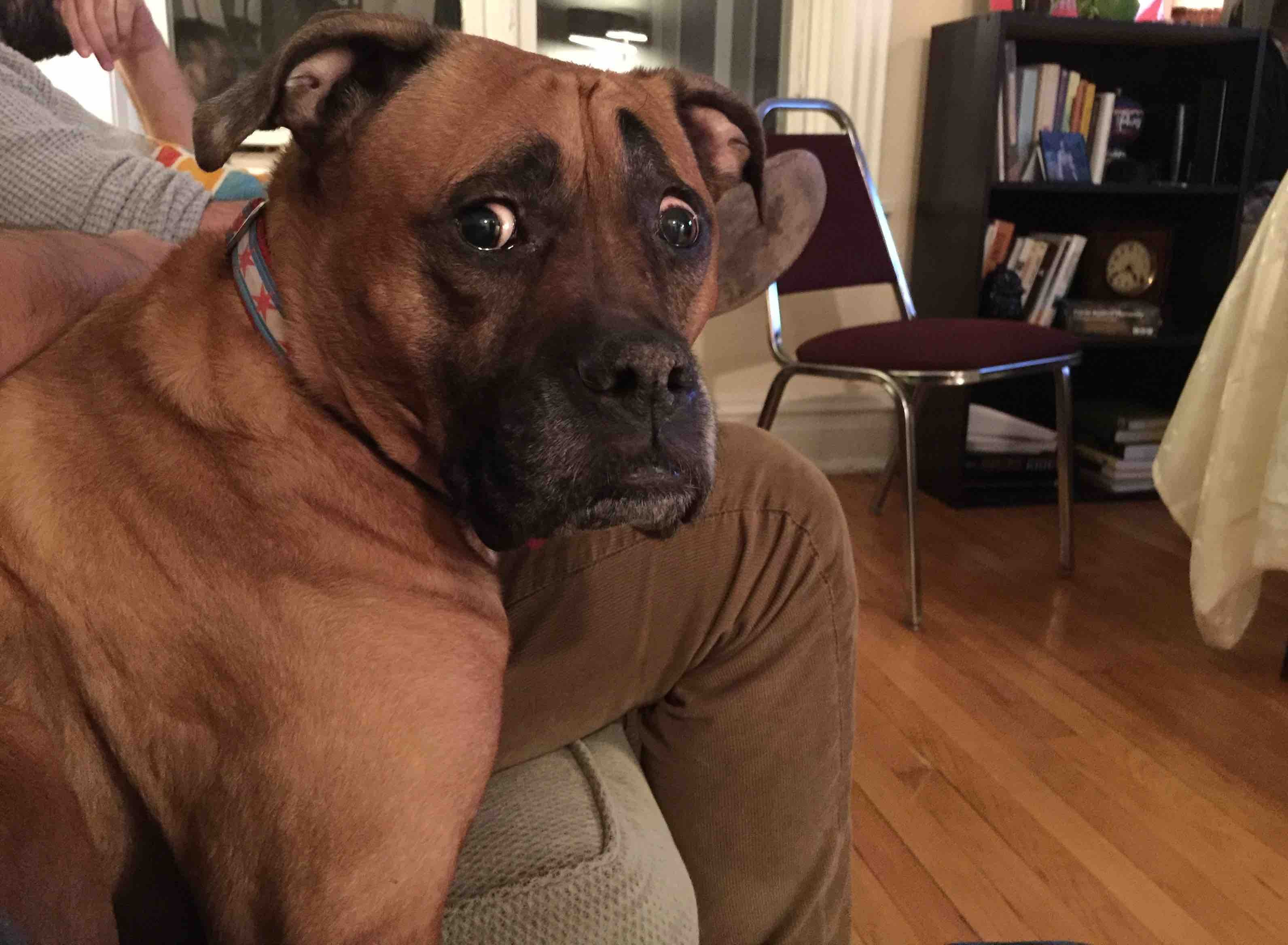 My friend's dog is always concerned about everything