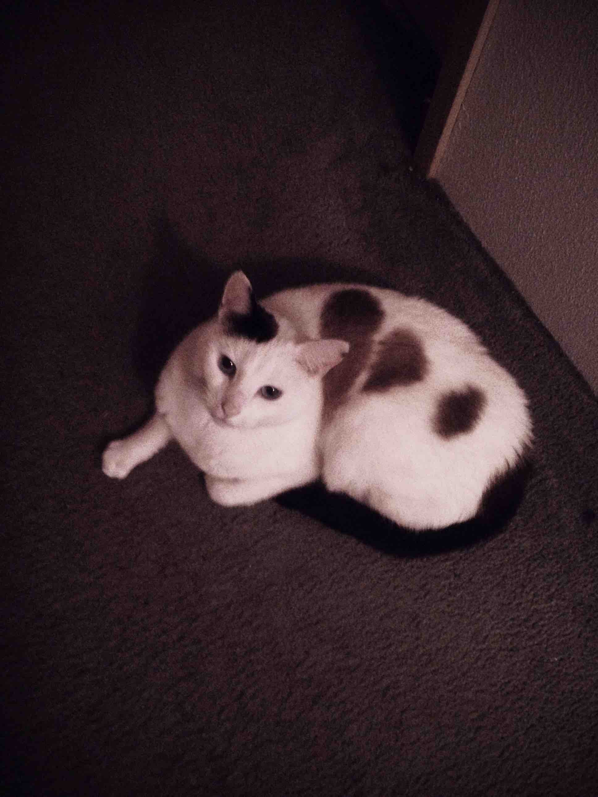 This stray cat I let in looks like it has a broken heart