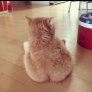 Cat Crack