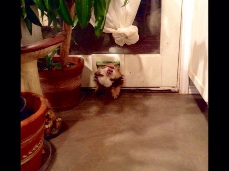 Izzy forgot how to dog