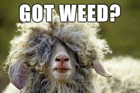 Weed bro?