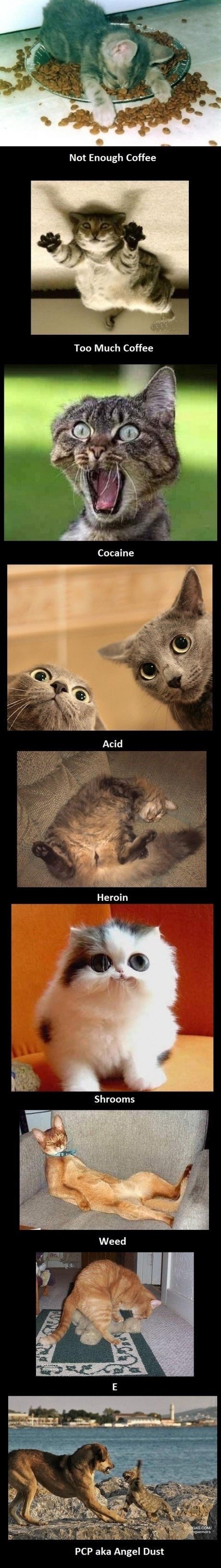 cats on drugs.