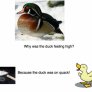 Duck