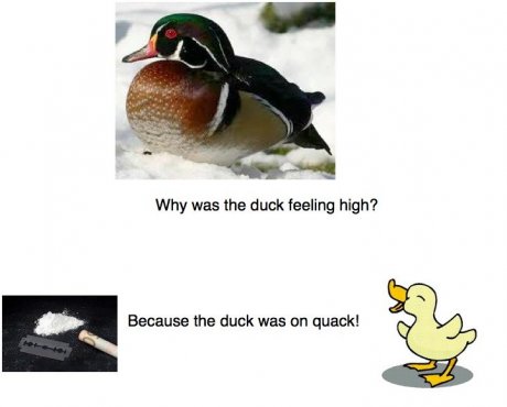 Duck