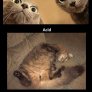 cats on drugs.