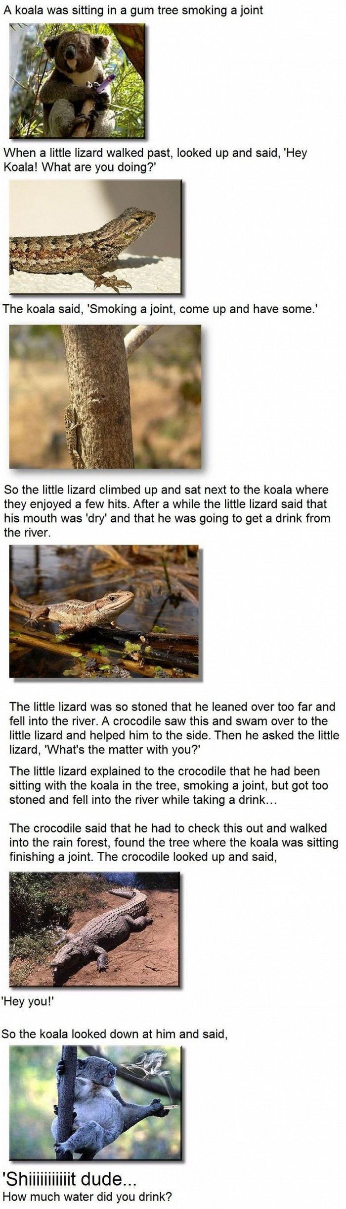 Stoned Lizzard!