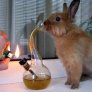 i love bunnies