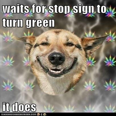 stoner dog