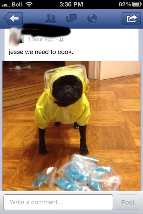 breaking pugs