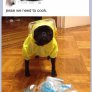 breaking pugs
