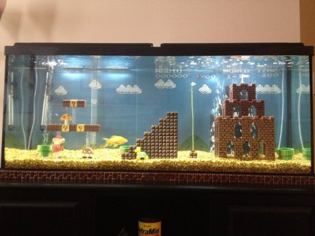 Best Fish Tank